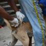 NTB Dinyatakan Darurat Rabies Usai 5 Orang Terinfeksi Meninggal Dunia