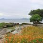Indahnya Pantai Pasir Bertabur Bunga di Danau Toba
