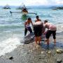 Hiu Paus Berbobot 300 Kg Terdampar di Pelabuhanratu Sukabumi