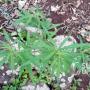 Geger, Tanaman Mirip Ganja Tumbuh Subur di Makam Keluarga di Sukabumi