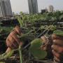 Ngetren saat PSBB, Begini Cara Berkebun di Rumah