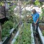 Memanfaatkan Atap Rumah untuk Berkebun