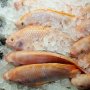 Restoran Ini Tuai Kecaman Karena Bunuh Ikan dengan Cara Kejam