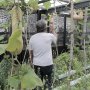 Jenis Pupuk dan Fungsinya, Petani Pemula Wajib Tahu