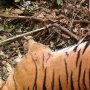 Harimau Tengah Berbadan Dua Mati, Halawa Disidang dan Istrinya Meninggal