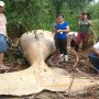 Heboh, Bangkai Paus 8 Meter Ditemukan Terdampar di Hutan Mangrove Brasil