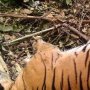 Pembunuh Harimau Sumatera Divonis 3 Tahun Penjara