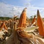 Panen Jagung Melimpah, Pemerintah Siap Jaga Stabilitas Harga