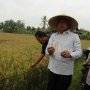 Kementan : Musim Kemarau Jadi Momentum Tepat Ajak Petani Asuransikan Sawah