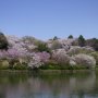 Lokasi Terbaik Menikmati Keindahan Sakura di Jepang, Apalagi Bawa Pasangan