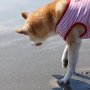 Pertama Kali ke Pantai, Gemesnya Atraksi Anjing Ini Saat Kegirangan