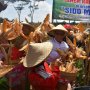 Panen Jagung, Kementan Gandeng Peternak Serap Jagung Petani