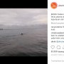 Muncul Hiu Tutul di Teluk Jakarta, Ancol Klaim Pantainya Aman