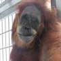Biadab! Orangutan Dihujani 74 Peluru, Ini Penampakan Kondisinya