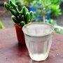 Rendah Kalori, Minuman Air Kaktus Jadi Tren Kesehatan Baru