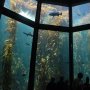 Menginap di Dasar Laut Monterey Bay Aquarium, Sensasinya Luar Biasa