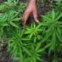 Sah! Mulai 2020 Canberra Jadi Kota Pertama di Australia Legalkan Ganja