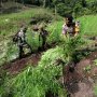 Bos Ladang Ganja Tewas Ditembak Polisi, Dulu Jadi Kombatan GAM