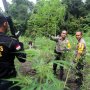 Ringkus 19 Pengedar Ganja, Polisi Temukan Ladang Ganja Seluas Lima Hektar