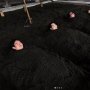 Sand Bath, Wisata Unik Berendam di Pasir yang Punya Manfaat Kesehatan