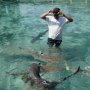 Misterius, 45 Ekor Hiu di Penangkaran Karimunjawa Mati Mendadak