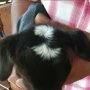 Kagumi Prabowo, Kambing Bogek Miliki Tanda Lahir Mirip Angka 2