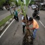 Protes ke Pemerintah, Warga Tanam Pohon Pisang di Tengah Jalan