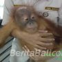 Mau Dibawa ke Rusia, Anak Orang Utan Dibius dan Dimasukan ke Keranjang