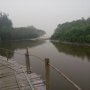 Lawan Perubahan Iklim, Pasangan Ini Sulap Desa Pesisir Jadi Hutan Mangrove