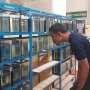 Fantastis! Jenis Cupang Ini Harganya Capai Puluhan Juta