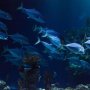 Snorkeling di Pulau Podang-podang Cadi di Sulawesi Selatan, Bikin Pangling