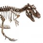 Seharga Rp 467 M, Kerangka T-rex Ini Jadi Fosil Termahal