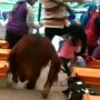 Orang Utan di Taman Safari Bogor Lepas, Pengunjung Histeris
