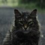 Pet Sematary, Ketika Mati Lebih Baik daripada Hidup Kembali