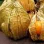 Dijual Mahal di Luar Negeri, Simak 7 Manfaat Buah Ceplukan bagi Kesehatan