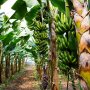 Catat, 5 Manfaat Minum Jus Batang Pohon Pisang Bagi Kesehatan