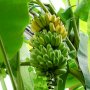 Pisang Palsu dari Ethiopia, Jadi Sumber Makanan Baru di Dunia di Tengah Krisis Iklim