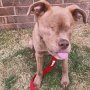 Pernah Dibuang, Kini Anjing Tanpa Mata Ini Malah Jadi Selebgram Lho