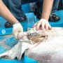 Ikan Pari Ini Ditemukan Mati Telan Sampah Plastik Hingga Kamera Poket