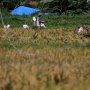 Di Tengah Isu Impor Beras, Bulog Surakarta Siap Beli Gabah Petani