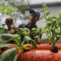 Balai Kota DKI Dihijaukan Tanaman Hidroponik