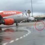 Pesawat Delay Gara-Gara Seekor Burung Flamingo