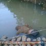 Penemuan Mayat Perempuan Bertato Mengambang di Sungai Gegerkan Warga Lebak