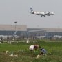 Lahan Pertanian Sekitar Bandara Soekarno - Hatta Terus Menyusut Tiap Tahun