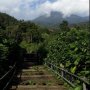 Wabah Virus Corona, Pendakian Gunung Gede Pangrango Ditutup
