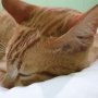 Terungkap! Misteri Pembunuh Sadis Ratusan Kucing