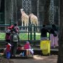 Hari Ini sampai Minggu, Gratis Piknik Naik Bus TransJakarta ke Ragunan