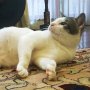 Bobby, Kucing Prabowo dengan Akun Instagram yang Suka Bicara Politik