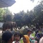 Hari Pertama Buka, Ragunan Diserbu 72 Ribu Pengunjung