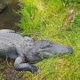 Langsung Geger, Alligator 3,4 Meter Masuk ke Pemukiman Warga
